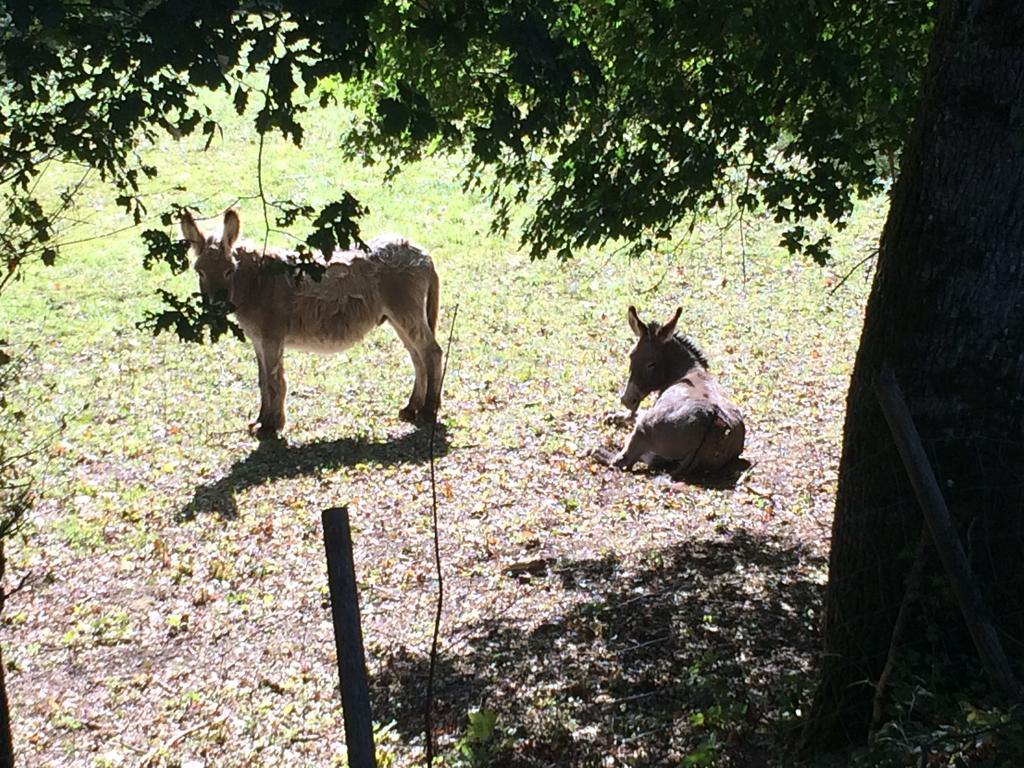 Domaine De Joreau Gennes-Val-de-Loire エクステリア 写真